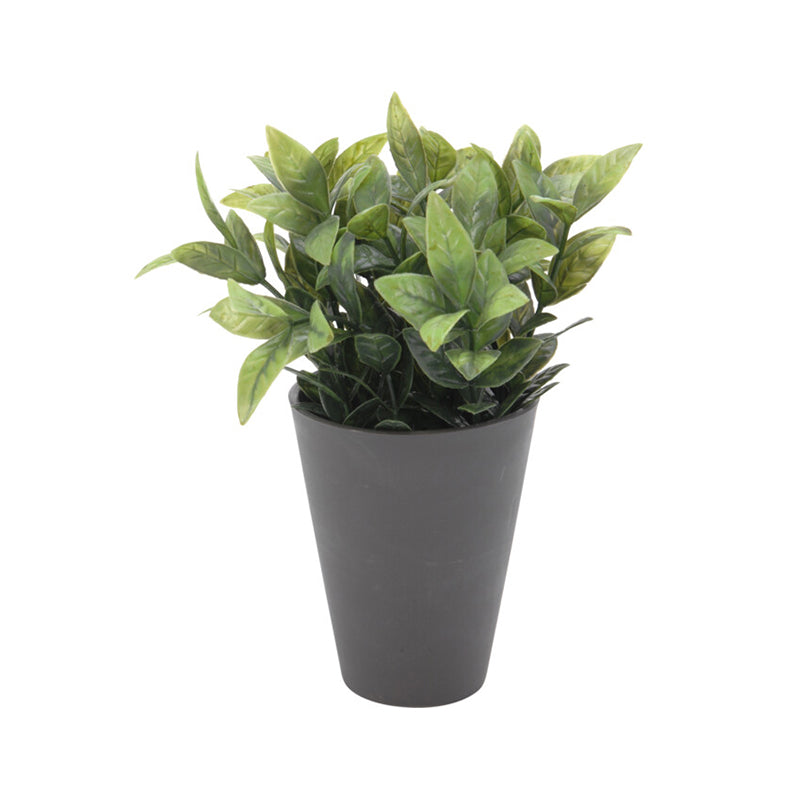 Plant In Plastic Pot