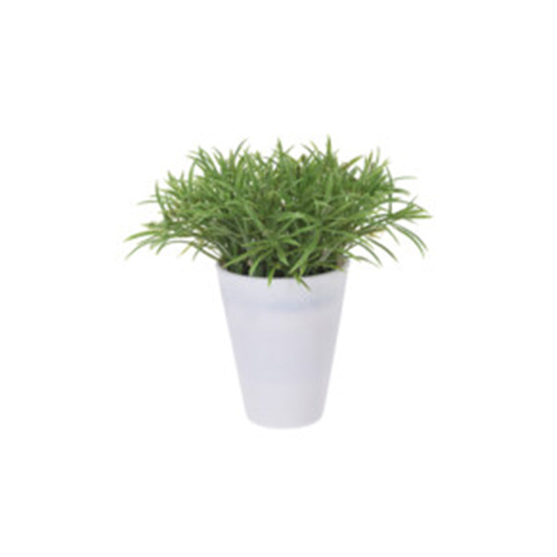 Plant In Plastic Pot