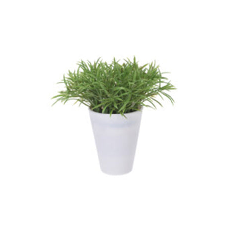 Plant In Plastic Pot