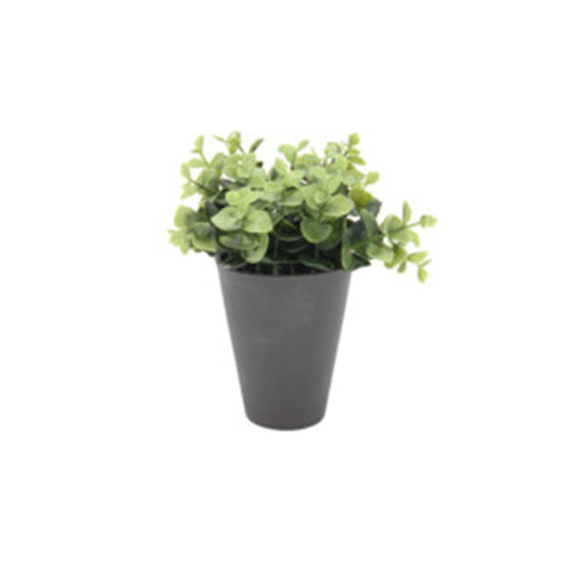 Plant In Plastic Pot