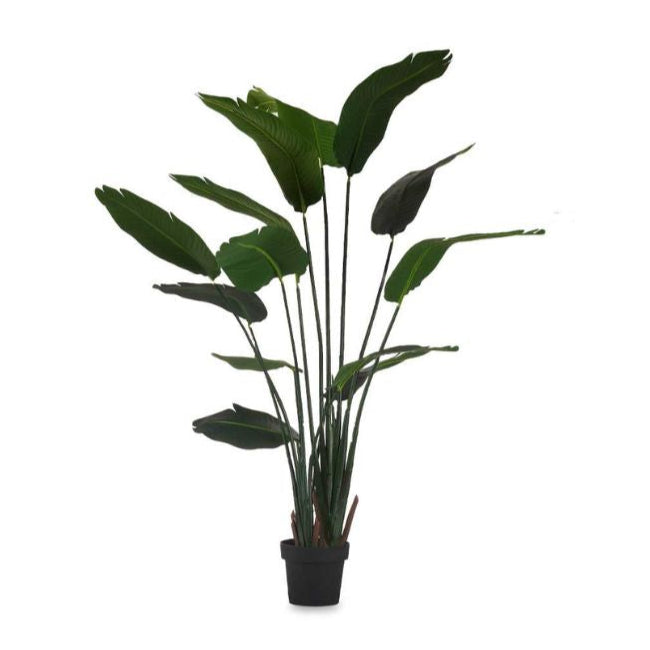 Big Strelicia With Pot 160cm