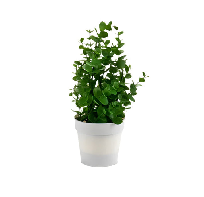 Bush With Plant White Flowerpot