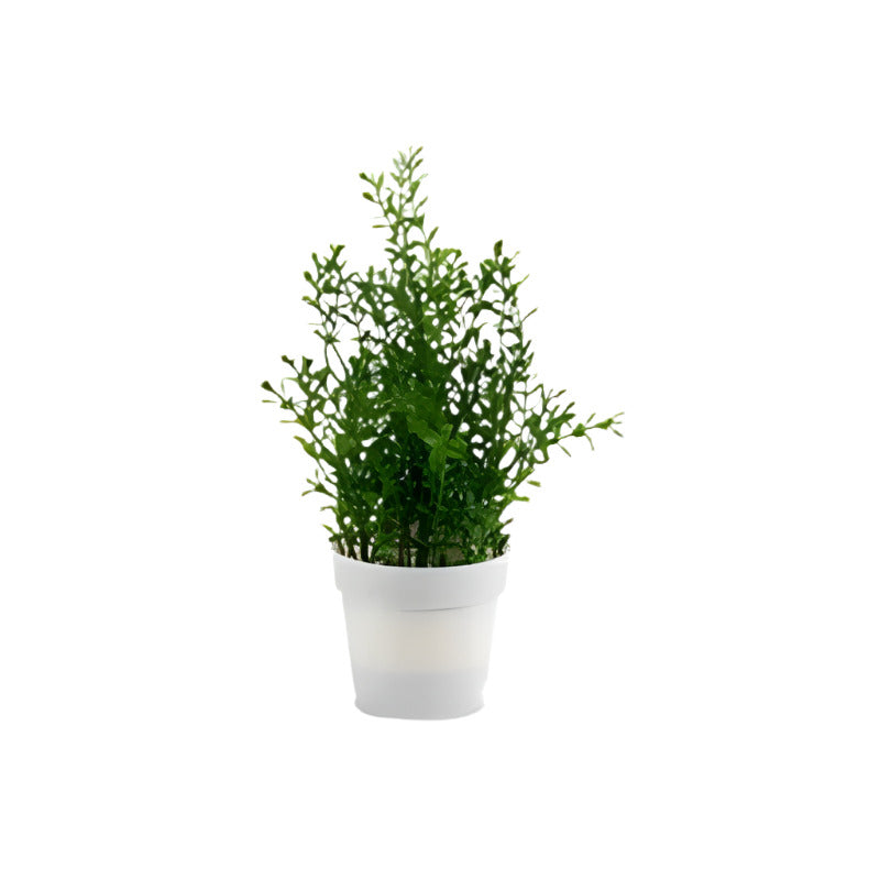 Bush With Plant White Flowerpot