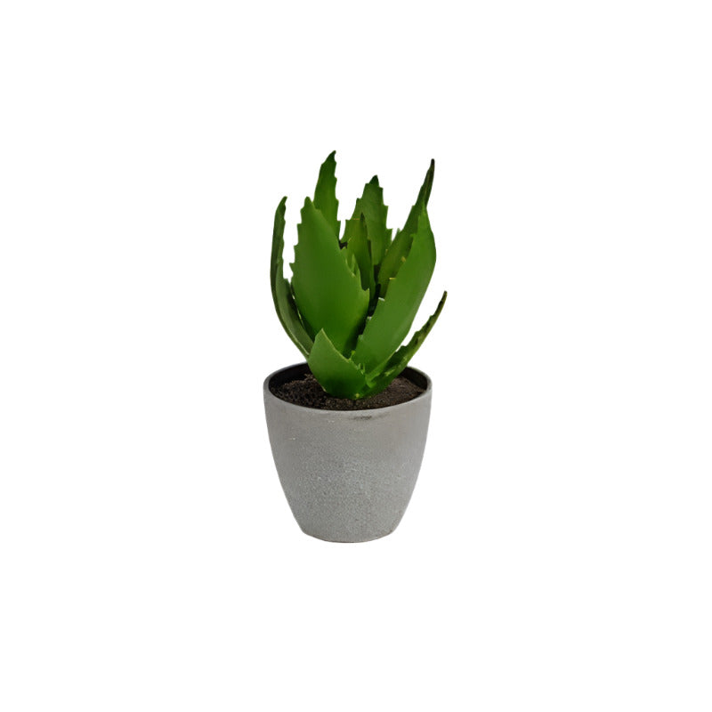 Decorative Pot Plant Aloe Vera