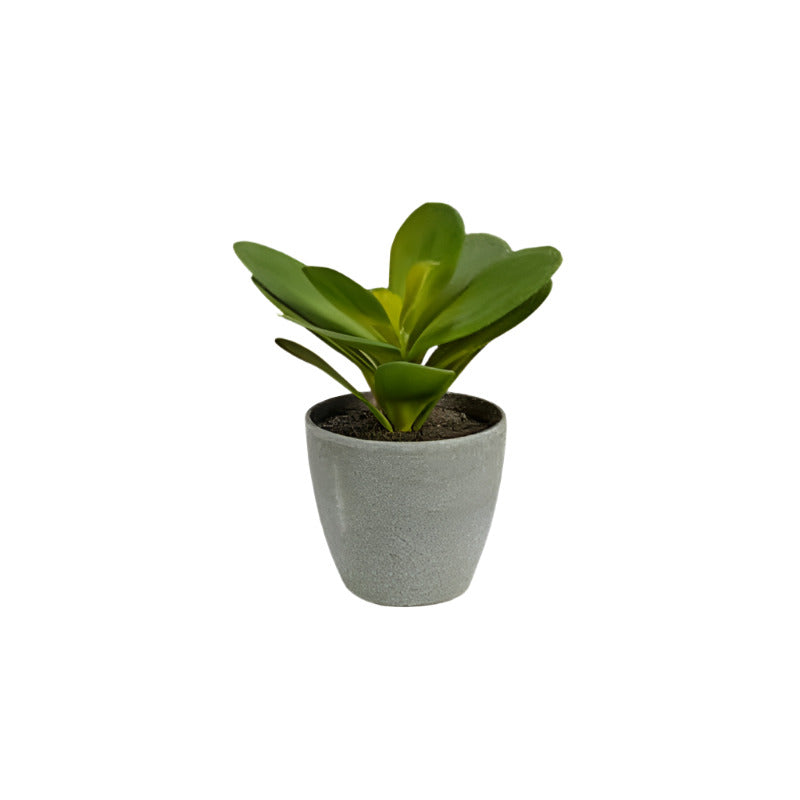 Decorative Pot Plant Full Round