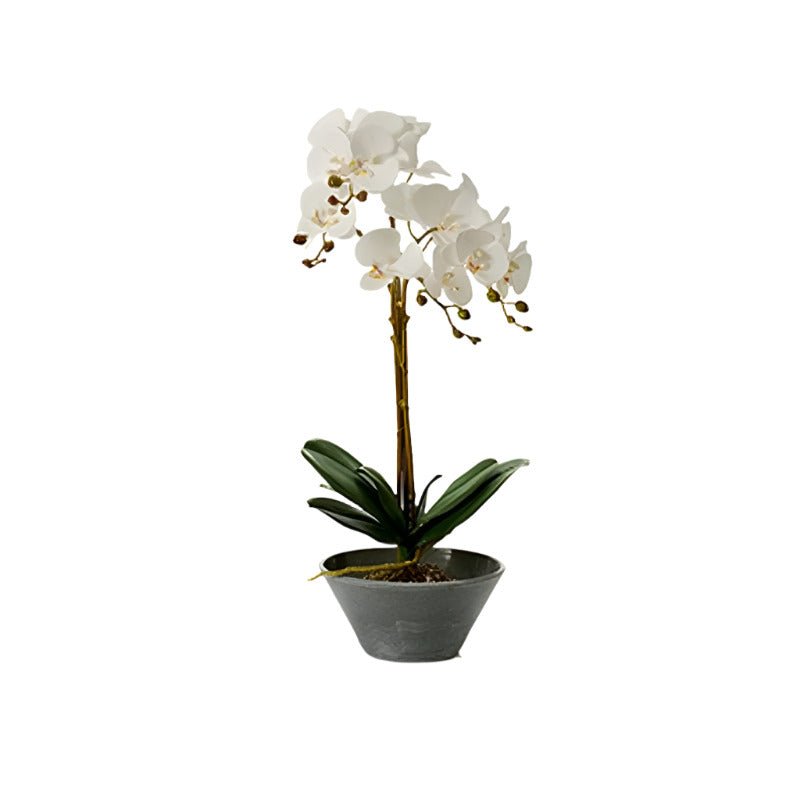Decorative plant Orchid