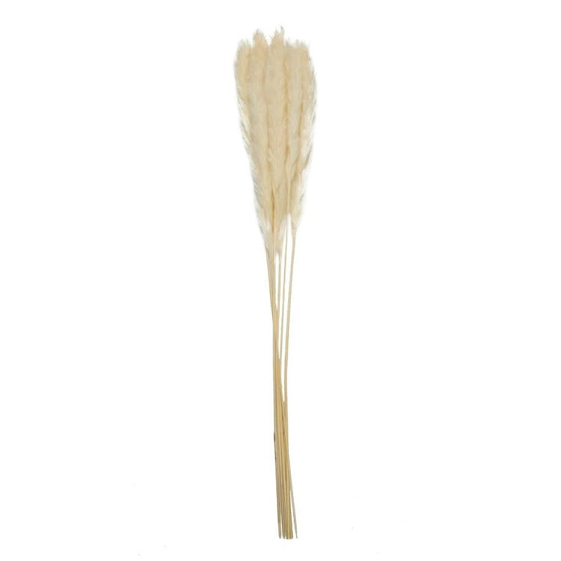 Natural Dried Pampas Grass H60cm