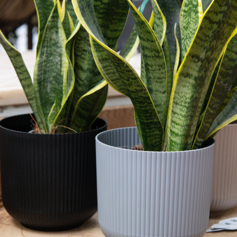 Round striped flower Pot 4.8L