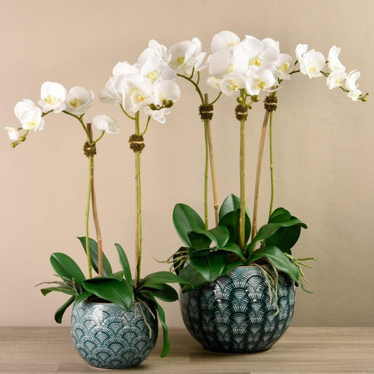 Tropical Orchid Arrangement (Set of 2)