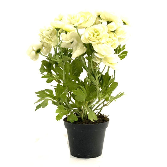 Artificial Gerbera Flower in Pot