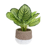 Plant in Cement Pot 26xh28cm