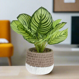 Plant in Cement Pot 26xh28cm