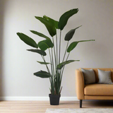 Big Strelicia With Pot 160cm
