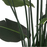 Big Strelicia With Pot 160cm