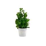 Bush With Plant White Flowerpot