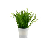 Bush With Plant White Flowerpot