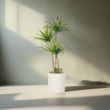 Cement Pot Green Palm Tree Medium