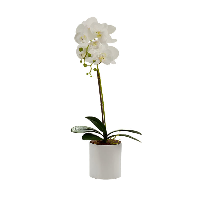 Circular Potted Orchid 51cm