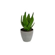 Decorative Pot Plant Aloe Vera