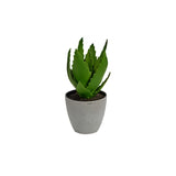 Decorative Pot Plant Aloe Vera
