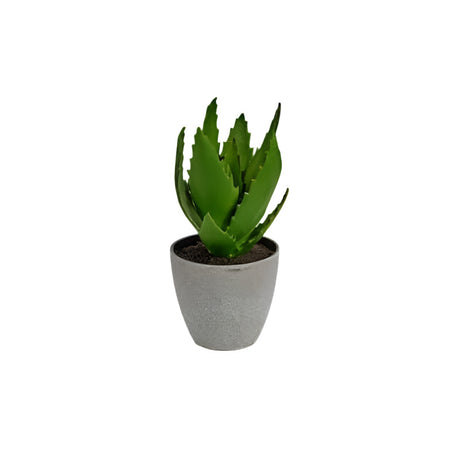 Decorative Pot Plant Aloe Vera