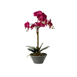 Decorative plant Orchid