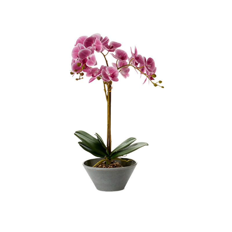 Decorative plant Orchid