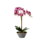 Decorative plant Orchid
