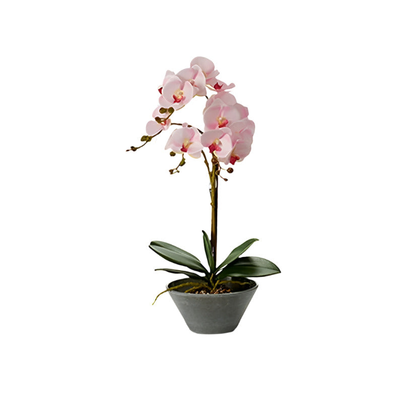 Decorative plant Orchid