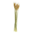 Bouquet Of Dried Flowers
