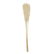 Natural Dried Pampas Grass H60cm
