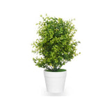 Large Green Plant With Small Leaves White Pot