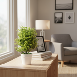 Large Green Plant With Small Leaves White Pot