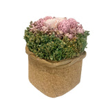 Mini Rose in Square Planter With Gift Box 9x9.5x11.5cm Green