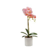 Circular Potted Orchid 51cm