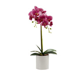 Circular Potted Orchid 51cm