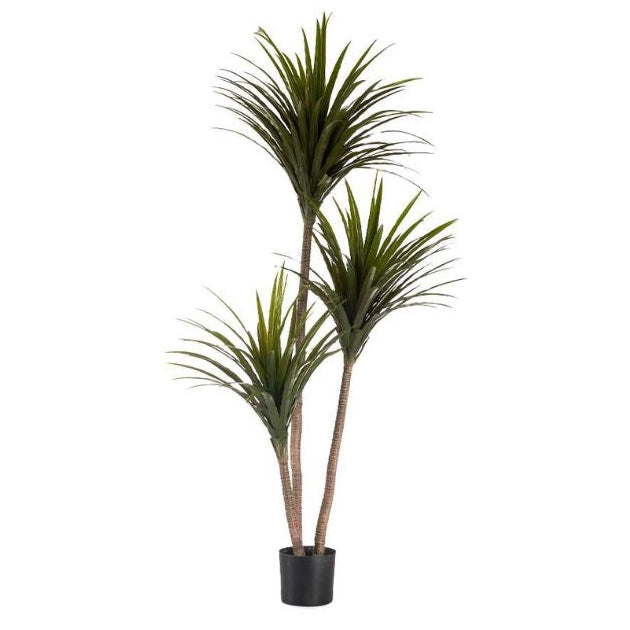 Plant With Large Narrow Blade Pot 200cm
