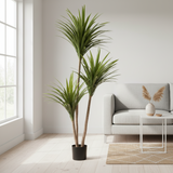 Plant With Large Narrow Blade Pot 200cm