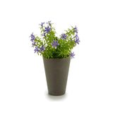 Potted 6 Petals Flowers