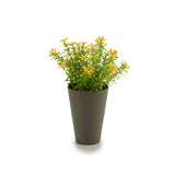 Potted 6 Petals Flowers