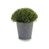 Potted Mini Flowers Grey Dots