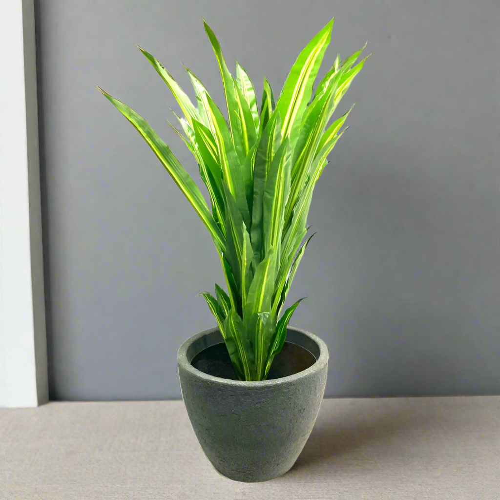 Dracena Tree 120cm