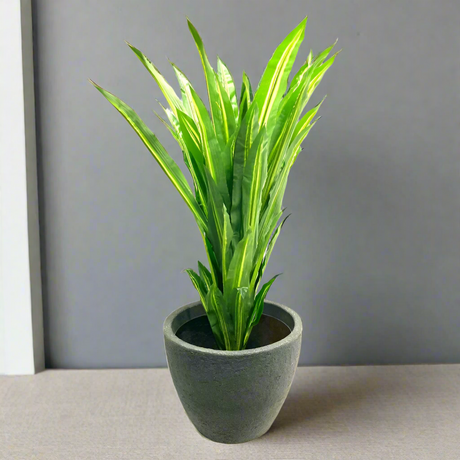 Dracena Tree 120cm