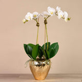 Imperial Orchid Arrangement