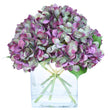 Hydrangea in Glass Vase Large