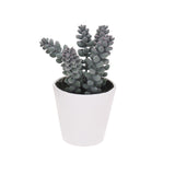 Miniature Plant in White Pot