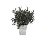 Plant in Zinc Vase