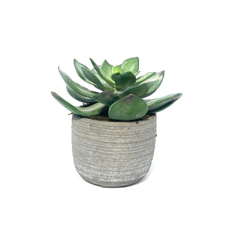 Artificial Desert Dudleya Succulent