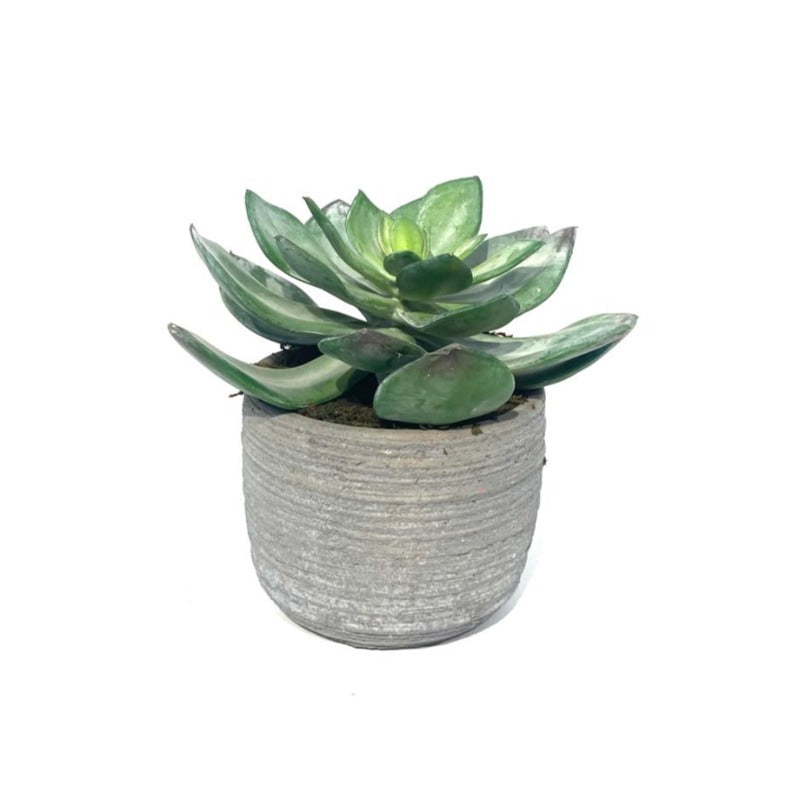 Artificial Desert Dudleya Succulent