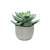 Artificial Desert Dudleya Succulent